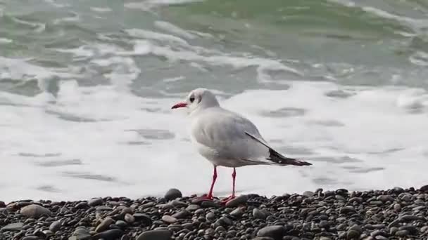 Fiskmås på en stenig strand. Vitt hav fågel promenader längs havet surfa. — Stockvideo