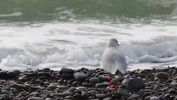 Fiskmås på en stenig strand. Vitt hav fågel promenader längs havet surfa. — Stockvideo