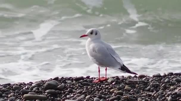 Kayalık bir sahilde martı. Beyaz deniz kuşu deniz dalgaları boyunca yürür.. — Stok video