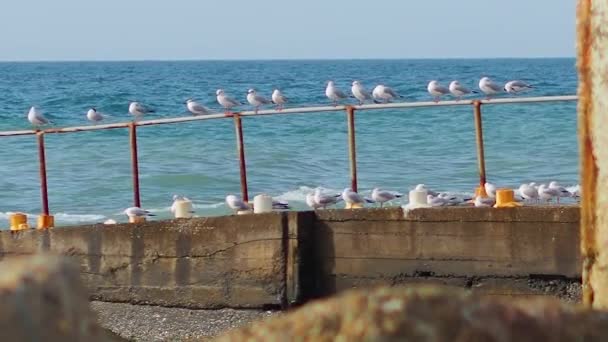 Row of seagulls on a rusty constructionover sea surf. White sea birds. Sochi, Russia. — Stock Video