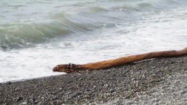 Karadeniz kayalık bir plajı ve kıyıdaki dalgaların attığı bir keresteyi yıkıyor. Soçi, Rusya.