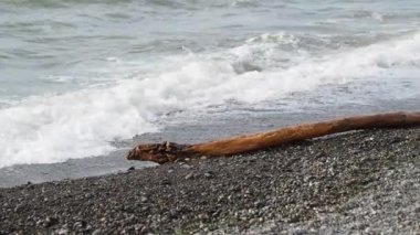 Karadeniz kayalık bir plajı ve kıyıdaki dalgaların attığı bir keresteyi yıkıyor. Soçi, Rusya.