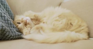 Tatlı kızıl kedi bej kanepede uyuyor. Pofuduk evcil hayvan rahatça şekerleme yapabilir. Konforlu ev.