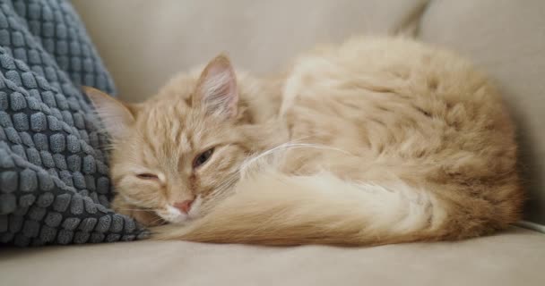 Gato de gengibre bonito está dormindo no sofá bege. Animal de estimação fofo é confortavelmente resolvido para dormir a sesta. Casa aconchegante . — Vídeo de Stock