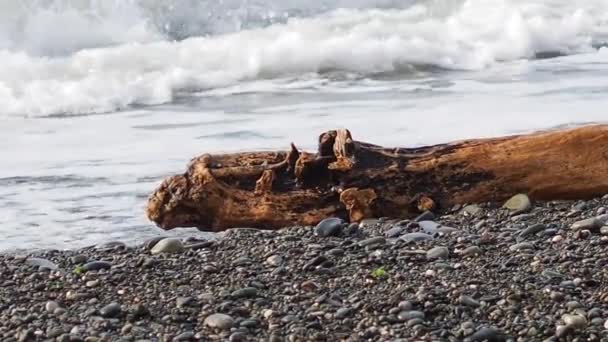 검은 바다는 바위투성이의 해변 과 해변에 밀려온 파도에 밀려 올라온 목재를 씻어 낸다. 소치, 러시아. — 비디오