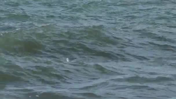 Seagulls swing on the waves in the surf. Black sea, Sochi, Russia. — Stock Video