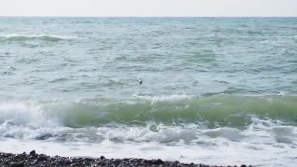 Seagull swings on the waves in the surf. Black sea, Sochi, Russia. — Stock Video