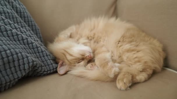 Cute ginger cat is sleeping on beige couch. Fluffy pet is comfortably settled for nap. Cozy home. — Stock Video