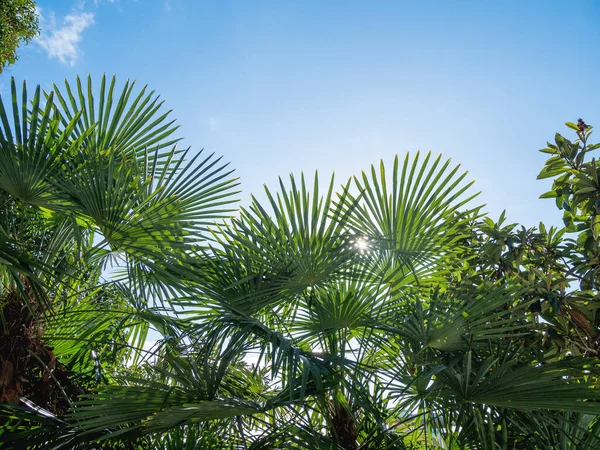 Slunce Svítí Palmové Listy Tropické Stromy Čerstvým Zeleným Listím — Stock fotografie