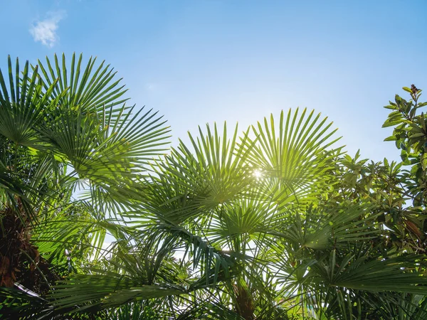 Sun shines on palm trees leaves. Tropical trees with fresh green foliage.