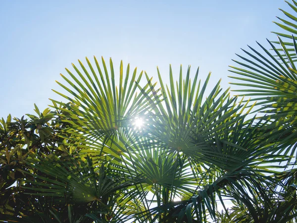 Slunce Svítí Listy Palem Tropické Stromy Čerstvým Zeleným Listím — Stock fotografie