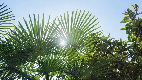 Slunce Svítí Listy Palem Tropické Stromy Čerstvým Zeleným Listím — Stock fotografie