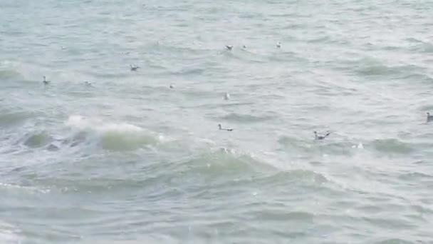 Seagulls swing on the waves in the surf. Black sea, Sochi, Russia. — Stock Video