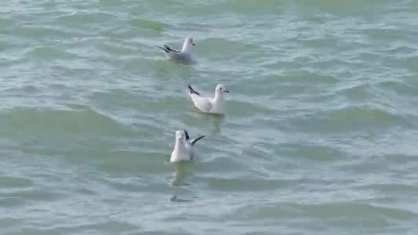 Seagulls swing on the waves in the surf. Black sea, Sochi, Russia. — Stock Video