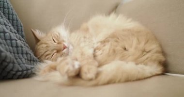 Tatlı kızıl kedi bej kanepede uyuyor. Pofuduk evcil hayvan rahatça şekerleme yapabilir. Konforlu ev.