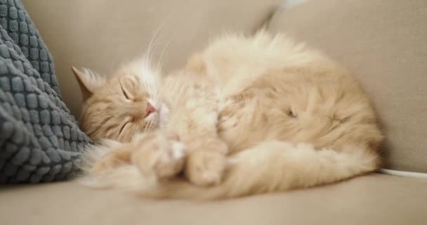 Słodki rudy kot śpi na beżowej kanapie. Puszyste zwierzę jest komfortowo zadomowione na drzemkę. Przytulny dom. — Wideo stockowe