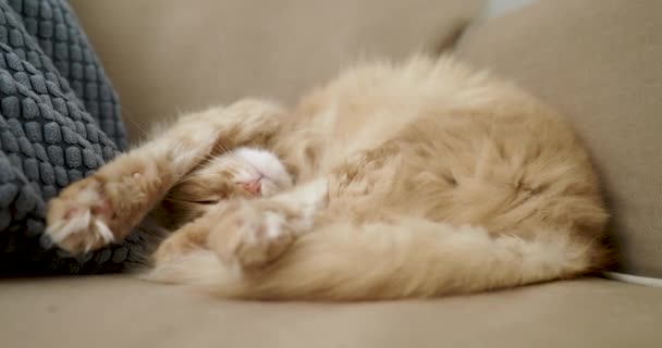 Симпатичная рыжая кошка спит на бежевом диване. Пушистый питомец удобно устроился вздремнуть. Уютный дом . — стоковое видео