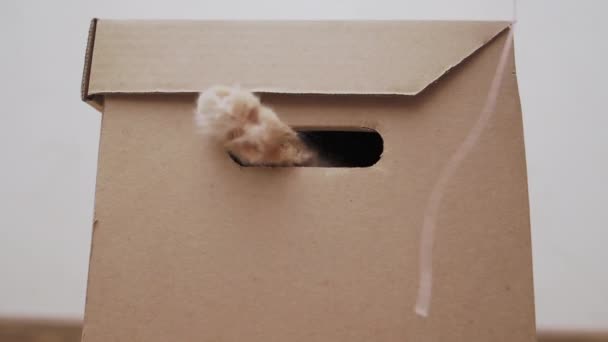 Lindo gato jengibre está sentado en caja de cartón, mirando a través del agujero y jugando con un hilo. Juguetón peludo mascota . — Vídeo de stock