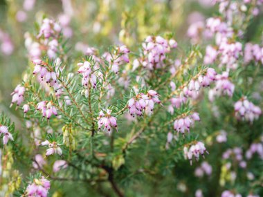 Blooming Calluna vulgaris, known as common heather, ling, or simply heather. Natural spring background with sun shining through pink beautiful flowers.