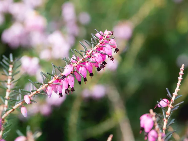 Calluna Vulgaris Florescente Conhecido Como Urze Comum Ling Simplesmente Urze — Fotografia de Stock