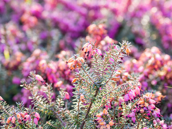 Цветущая каллуна обыкновенная, известная как вереск, линь или просто вереск. Естественный весенний фон с солнцем, сияющим через розовые красивые цветы
.