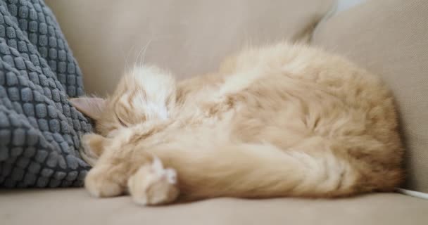 Pisica drăguță de ghimbir doarme pe canapeaua bej. Animalul de companie pufos este confortabil stabilit pentru somn. Casă confortabilă . — Videoclip de stoc