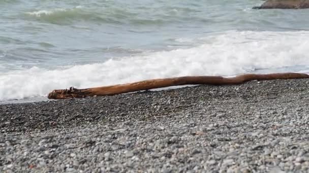 Das Schwarze Meer spült über einen felsigen Strand und ein von den Wellen am Ufer hochgeschwemmtes Holz. Sotschi, Russland. — Stockvideo