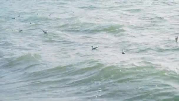 Seagulls swing on the waves in the surf. Black sea, Sochi, Russia. — Stock Video