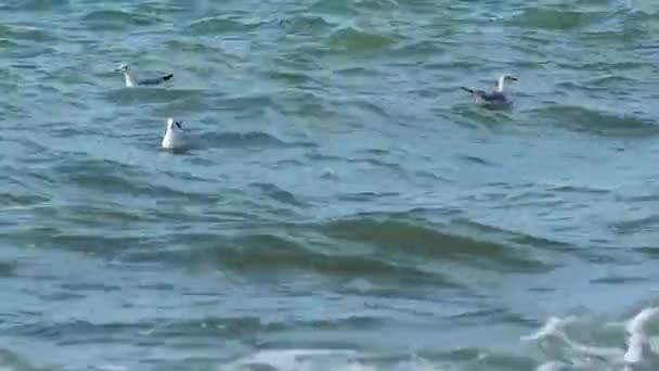 Seagulls swing on the waves in the surf. Black sea, Sochi, Russia. — Stock Video