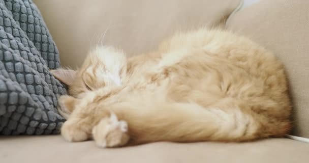Lindo gato jengibre está durmiendo en un sofá beige. Fluffy mascota se asienta cómodamente para la siesta. Acogedora casa . — Vídeos de Stock