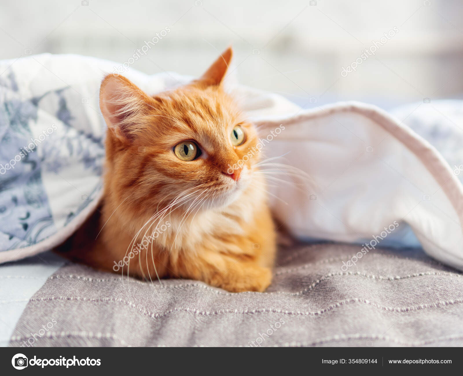 Cute Ginger Cat Hiding Blanket Fluffy Pet Funny Face Expression Stock