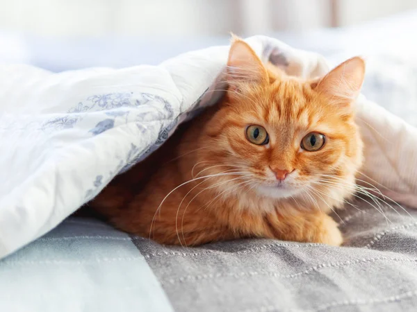 Cute Ginger Cat Hiding Blanket Fluffy Pet Funny Face Expression — Stock Photo, Image