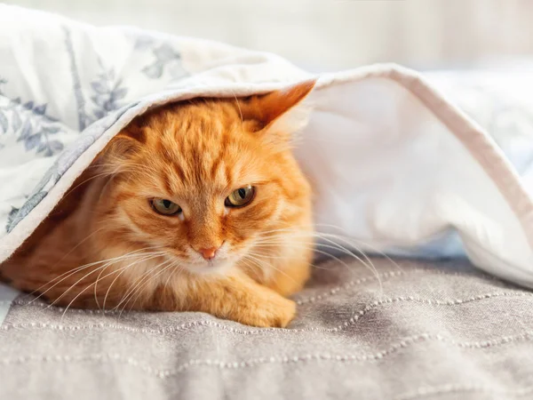 Kucing Ginger Imut Bersembunyi Bawah Selimut Hewan Peliharaan Berbulu Dengan — Stok Foto