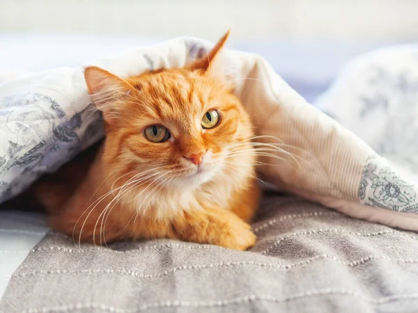 Симпатичная Рыжая Кошка Прячется Одеялом Пушистый Питомец Уютном Домашнем Фоне — стоковое фото