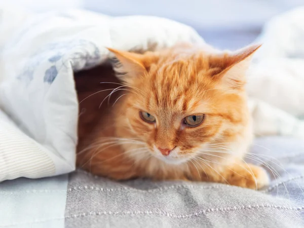 Симпатичная Рыжая Кошка Прячется Одеялом Пушистый Питомец Разочарованным Выражением Лица — стоковое фото