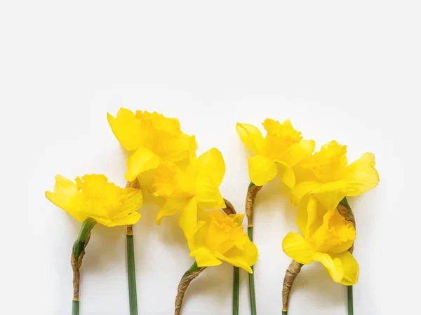 Group Seven Narcissus Daffodils Bright Yellow Flowers White Background Banner — Stock Photo, Image