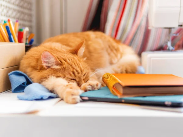 Lindo Gato Jengibre Está Durmiendo Entre Los Suministros Oficina Máquina —  Fotos de Stock