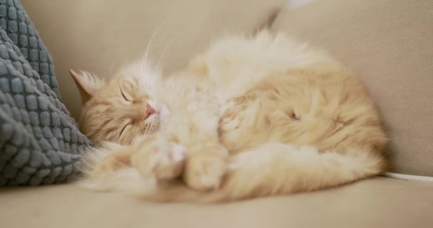 Cute ginger cat is sleeping on beige couch. Fluffy pet is comfortably settled for nap. Cozy home. — Stock Video