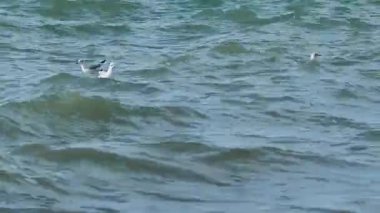 Martılar dalgaların üzerinde sallanırlar. Karadeniz, Soçi, Rusya.