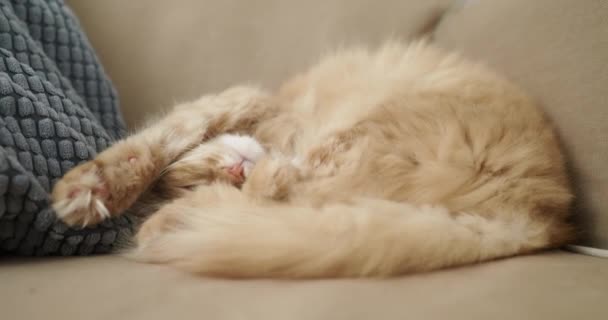 Χαριτωμένη κοκκινομάλλα γάτα κοιμάται σε μπεζ καναπέ. Φλάφι κατοικίδιο ζώο είναι άνετα εγκαταστάθηκαν για ύπνο. Άνετο σπίτι.. — Αρχείο Βίντεο