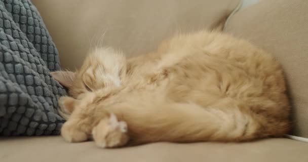 Cute ginger cat is sleeping on beige couch. Fluffy pet is comfortably settled for nap. Cozy home. — Stock Video