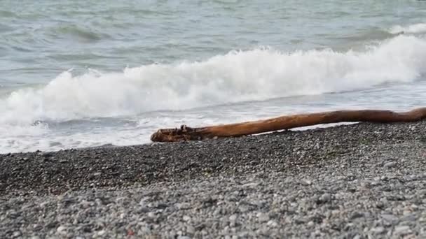 De Zwarte Zee spoelt over een rotsachtig strand en een hout opgeworpen door de golven op de kust. Sotsji, Rusland. — Stockvideo