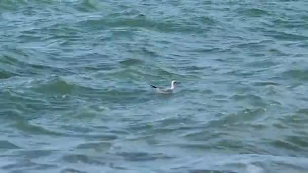 Seagulls swing on the waves in the surf. Black sea, Sochi, Russia. — Stock Video