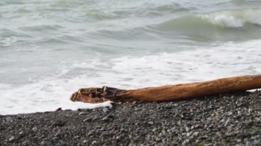 Karadeniz kayalık bir plajı ve kıyıdaki dalgaların attığı bir keresteyi yıkıyor. Soçi, Rusya.