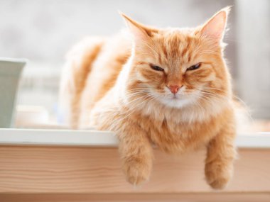 Kızıl kedinin yakın portresi. Yumuşak evcil hayvan kameraya bakıyor. Evcil kedi masada oturuyor..