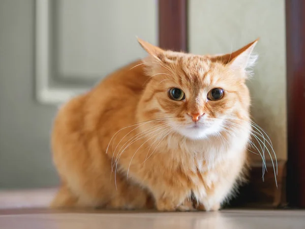 Χαριτωμένη Κοκκινομάλλα Γάτα Κάθεται Στο Πάτωμα Χνουδωτό Κατοικίδιο Φαίνεται Τεταμένο — Φωτογραφία Αρχείου