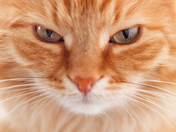 Κοντινό Πορτρέτο Της Χαριτωμένης Κοκκινομάλλας Γάτας Χνουδωτό Κατοικίδιο Κοιτάζει Την — Φωτογραφία Αρχείου