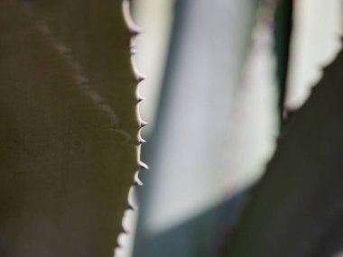 Kaktüs yaprakları dikenli. Dikenli bir bitki ile doğal arka plan.