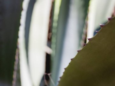 Kaktüs yaprakları dikenli. Dikenli bir bitki ile doğal arka plan.