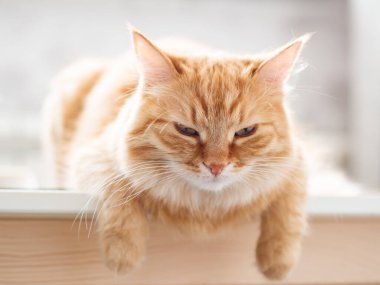 Kızıl kedinin yakın portresi. Yumuşak evcil hayvan kameraya bakıyor. Evcil kedi masada oturuyor..